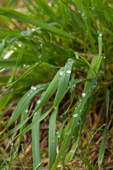 Water drops on plant
