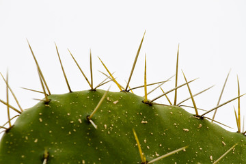 Cactus spikes