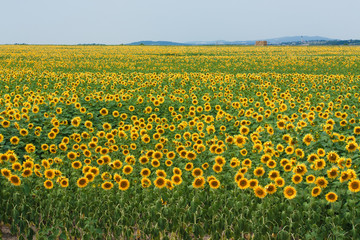 Fototapeta premium Sunflowers on blue sky