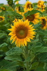 Fototapeta premium Sunflower field