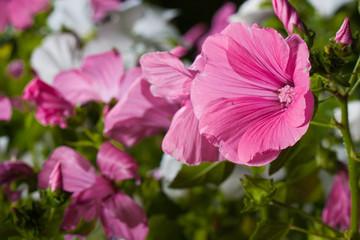 Pink Lavatera flower