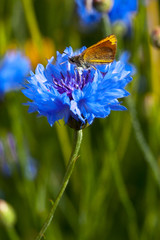 Blue Cornflowers in nature