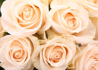 Roses background , on vintage style