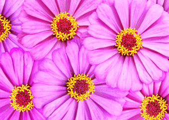 Obraz premium Spring flowerbed