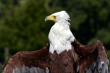 Closeup African fish eagle (Haliaeetus vocifer) and open wings