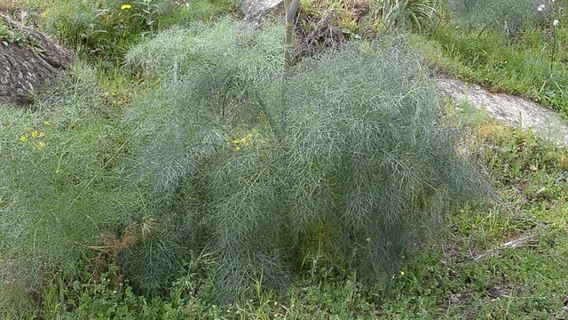 finocchio selvatica