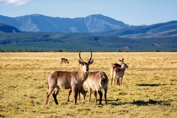 Waterbuck in the Pletternberg Game Park