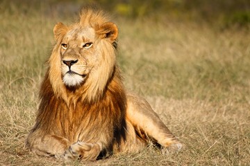 Obraz na płótnie Canvas Male Lion in Kruger National Park