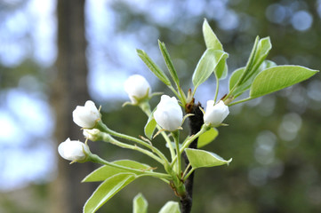 Pear flower