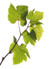Young grape branch with green leaves isolated on white