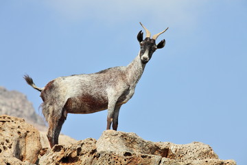 goat on the rock