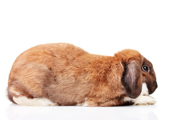 Lop-eared rabbit isolated on white