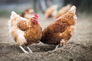 Closeup of a hen in a farmyard (Gallus gallus domesticus)