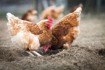 Closeup of a hen in a farmyard (Gallus gallus domesticus)