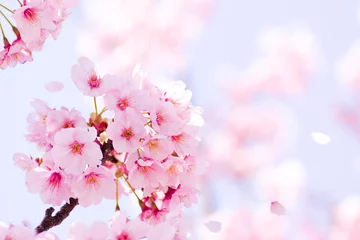 Fotobehang Kersenboom in volle bloei © promolink