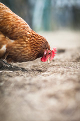 Closeup of a hen in a farmyard (Gallus gallus domesticus)