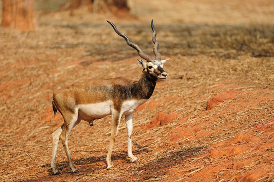 Indian Black Buck Antelope (Antelope cervicapra L.)
