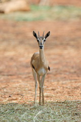 thompson Gazelle