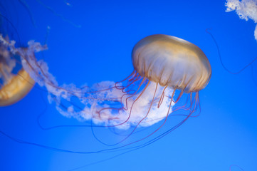 Chrysaora fuscescens jellyfish