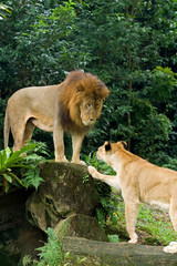 Naklejka premium Male and female lions at the Singapore Zoo