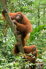 Two orangutans climbing up a tree