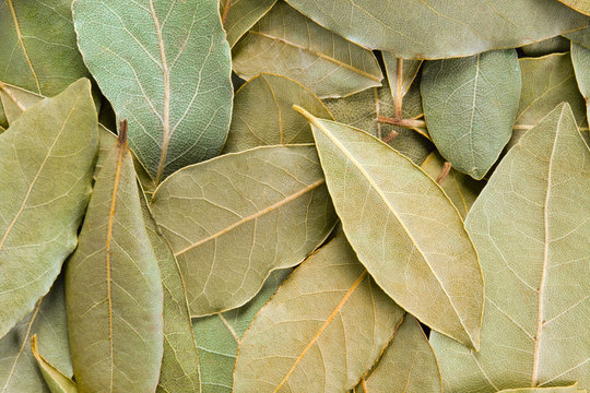 Bay Leaves background. - Powered by Adobe