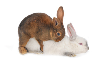 Fototapeta premium Rabbits