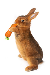 Fototapeta premium brown rabbit