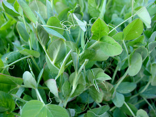 green grass of pea