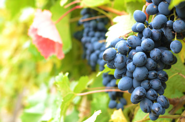Blue grapes