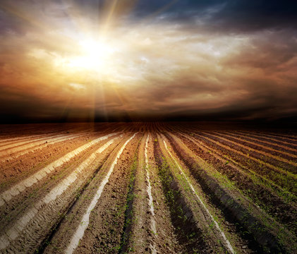 Cultivated Field Over Stormy Sky In Summer