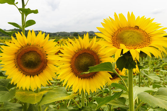 Sunflowers in Tuscany