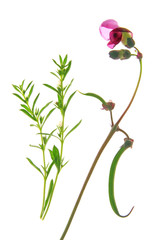 Blühende Buschbohne