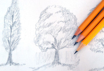 Pencil drawing of shaded trees