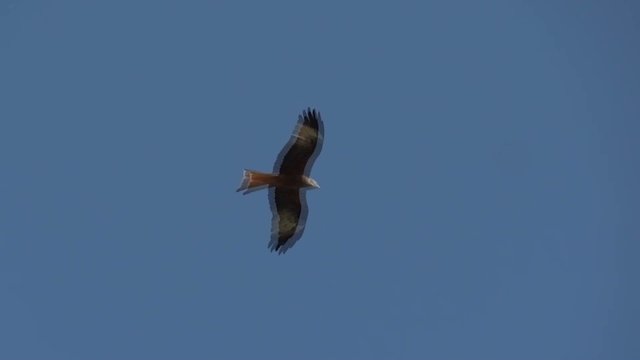 aquila