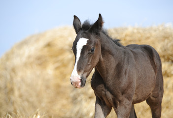 Obraz premium Портрет жеребенка на фоне стога соломы