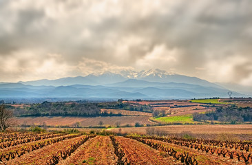Fototapeta na wymiar Vineyard Pireneje Wschodnie na ziemi caillouteu