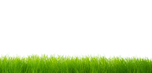 Fototapeta na wymiar Green vibrant grass over white background