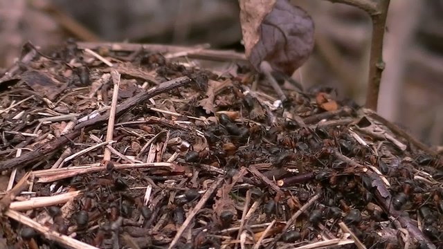 Nid de fourmis au travail