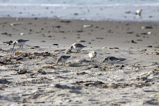 Knutts an der Nordseek&uuml;ste