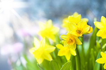 Narzissen/Narcissus © DoraZett