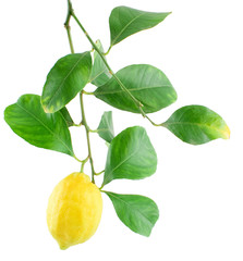 Lemon on a branch with leaves