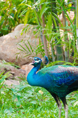 An Indian peafowl is calling out for a female in the wilderness