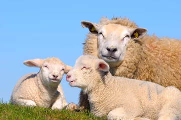 Cercles muraux Moutons Schafe