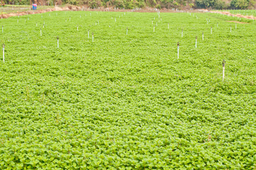 Growing mint in organic farm