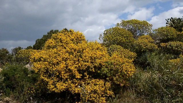 ginestra