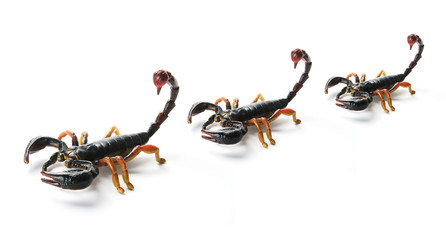 Toy Scorpions