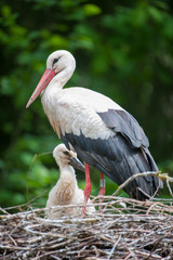 Mother and Baby Stork