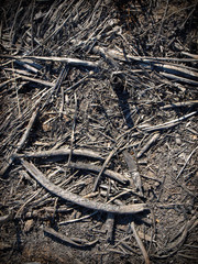 Background from ashes and the burnt down plants