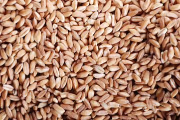 semi di farro